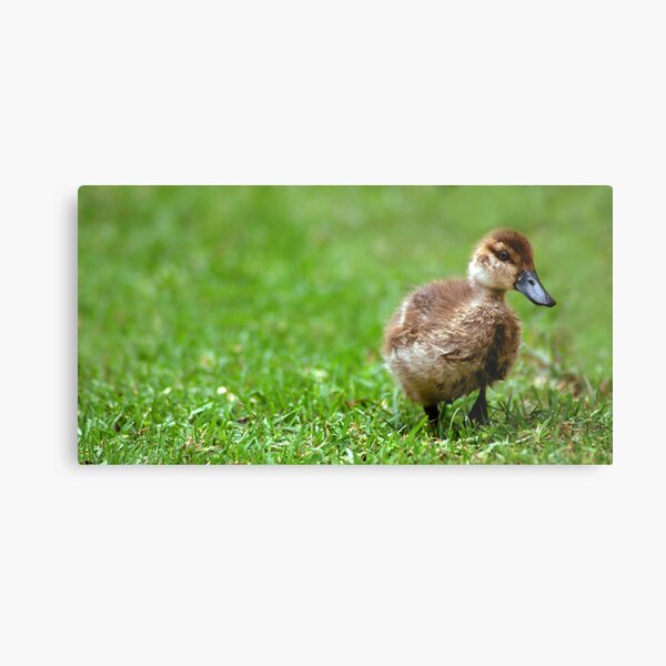 Shy Duckling Metal Print
