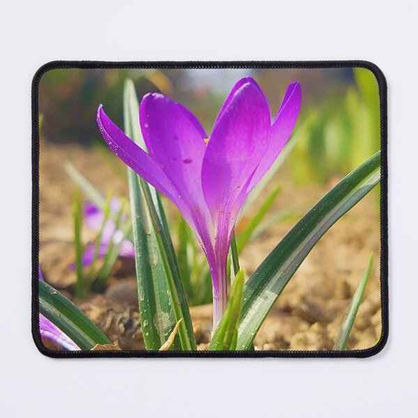 Item preview, Purple Crocus Close Up designed and sold by DesignMore21.