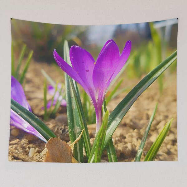 Item preview, Purple Crocus Close Up designed and sold by DesignMore21.
