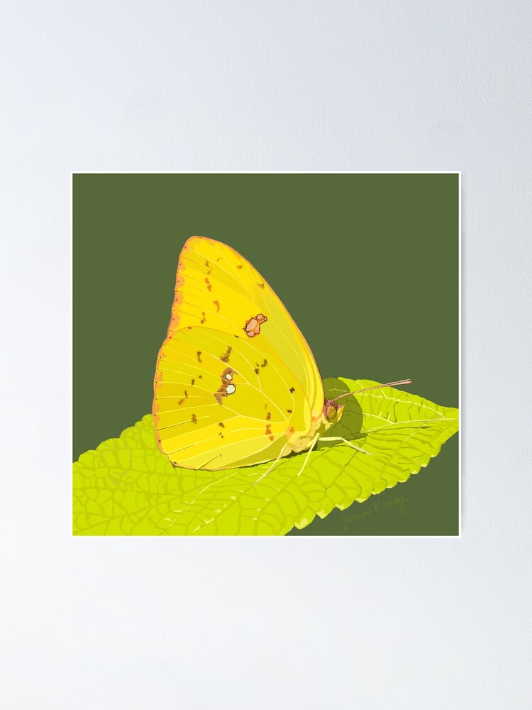 Lime Green Butterfly - Phoebis sennae 