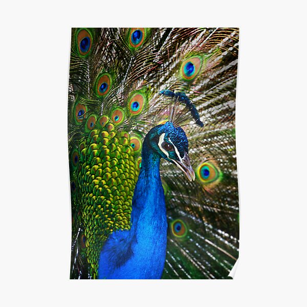 Peacock Poster