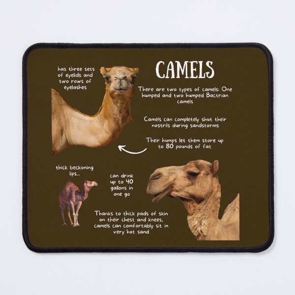 Item preview, Camels Fun Facts designed and sold by KyleNesas.
