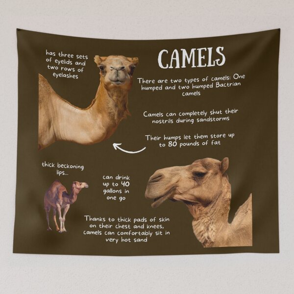 Item preview, Camels Fun Facts designed and sold by KyleNesas.