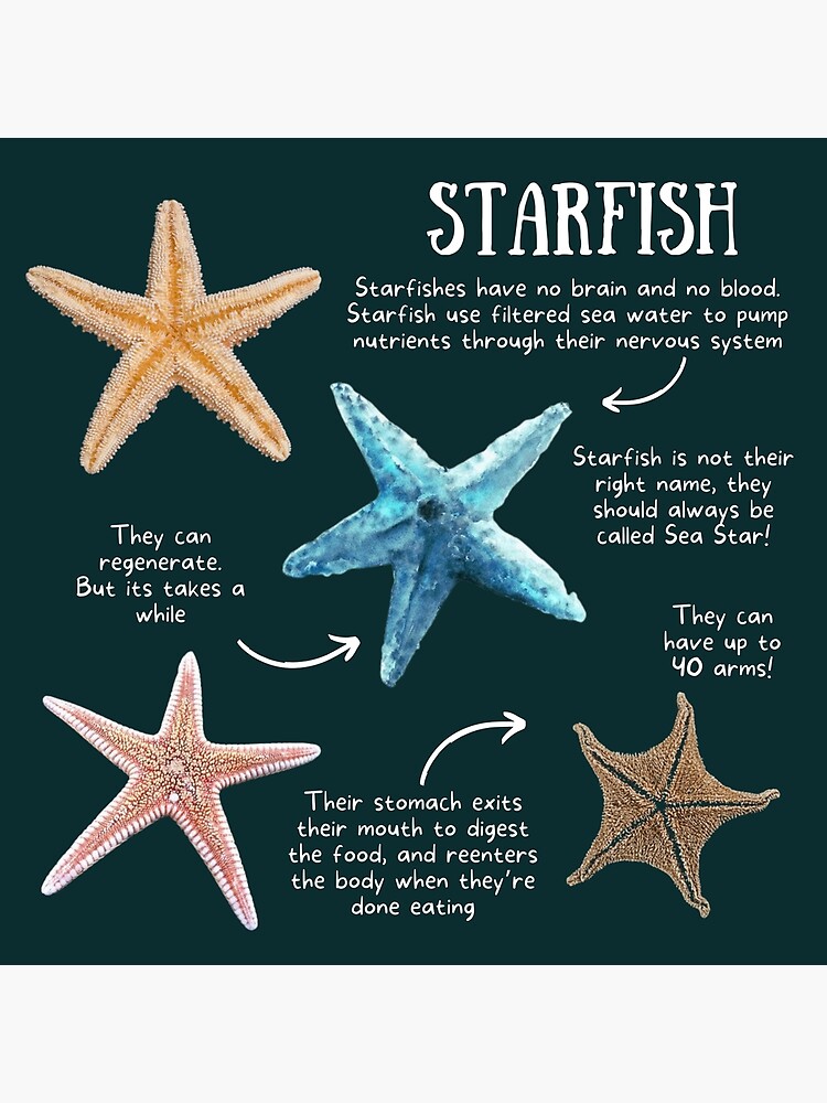 Sea Star fun facts