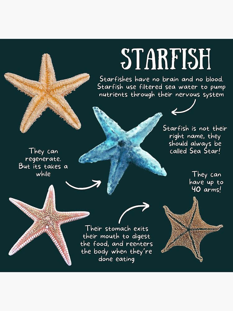 Starfish Fun Facts | Greeting Card