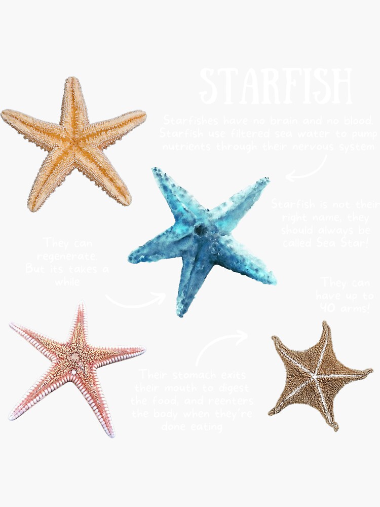 Sea Star fun facts