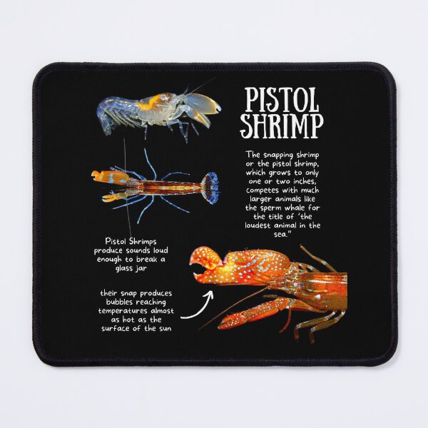 Item preview, Pistol Shrimp Fun Facts designed and sold by KyleNesas.