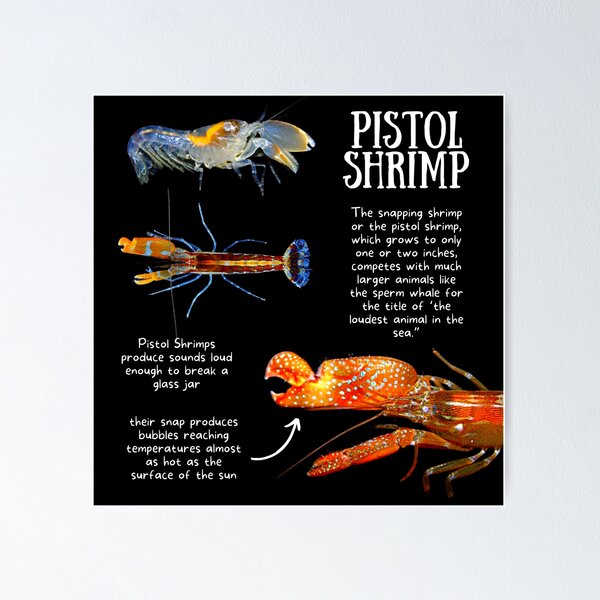 Pistol Shrimp Fun Facts Poster for Sale by KyleNesas