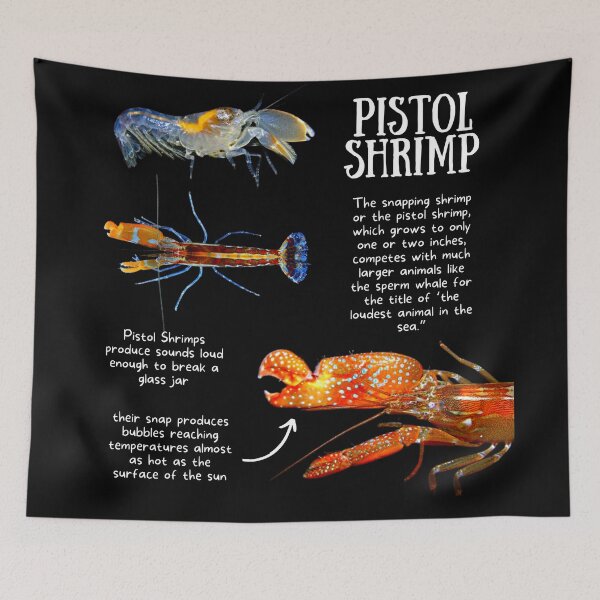 Item preview, Pistol Shrimp Fun Facts designed and sold by KyleNesas.