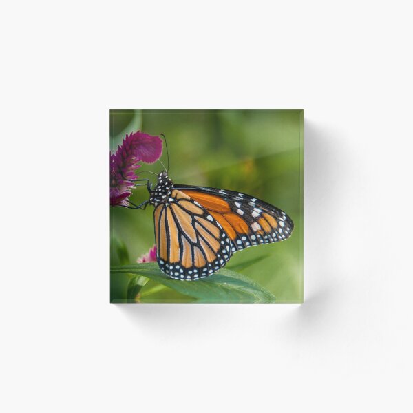 Wanderer Butterfly, Northern Territory, Australia Acrylic Block