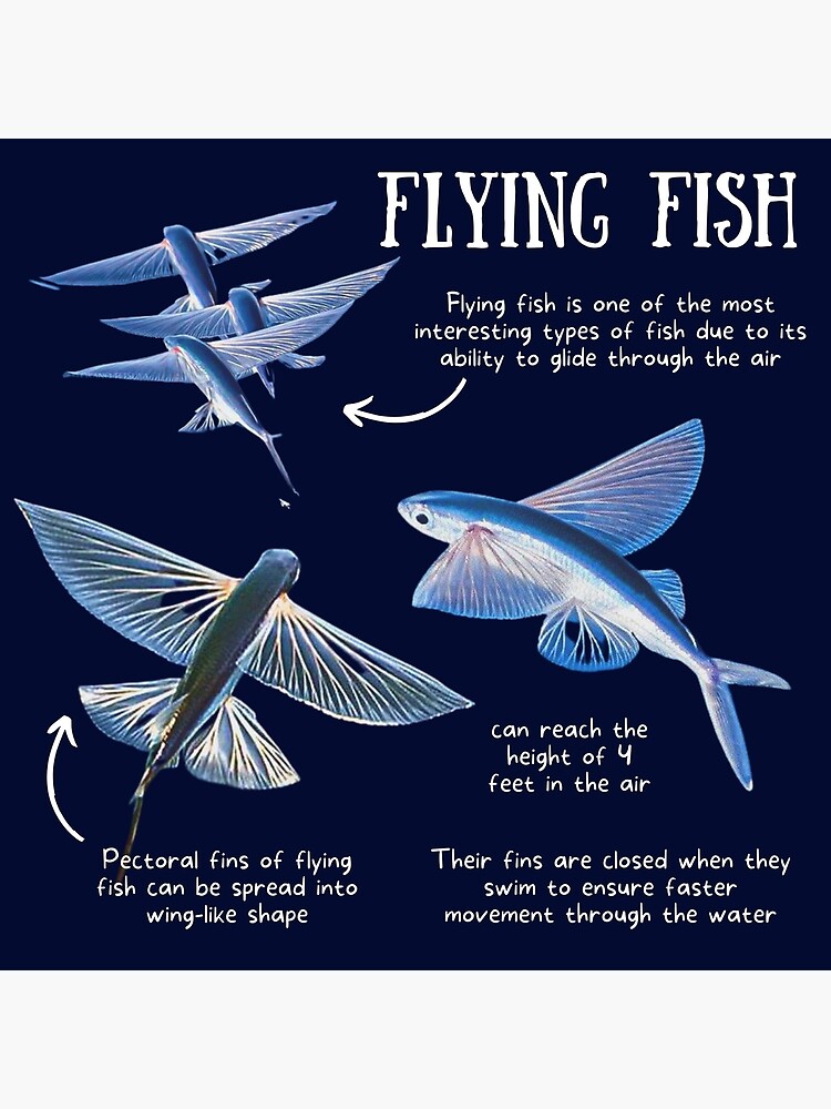 Flying Fish Fun Facts Poster for Sale by KyleNesas