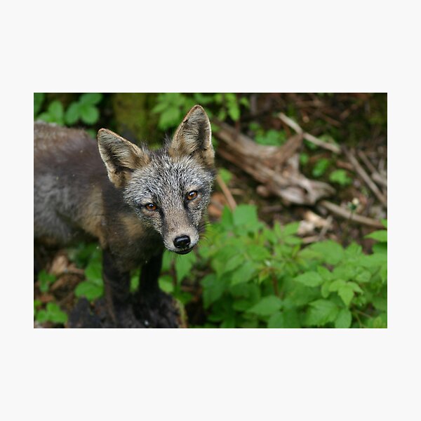 Curious Photographic Print