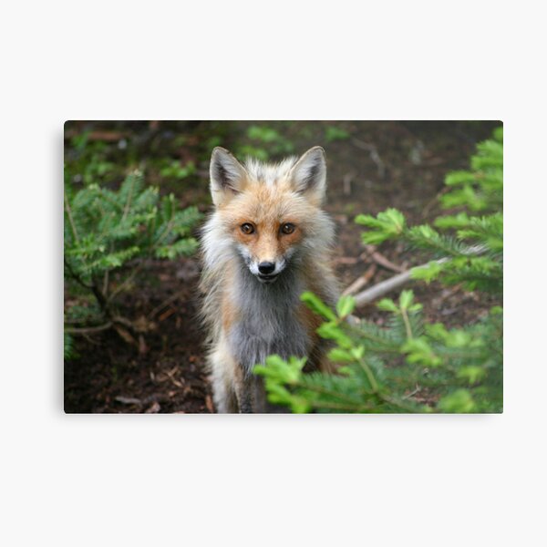 Blink Metal Print