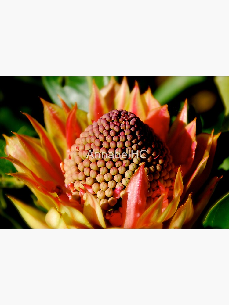 "Waratah" Framed Art Print for Sale by AnnabelHC Redbubble