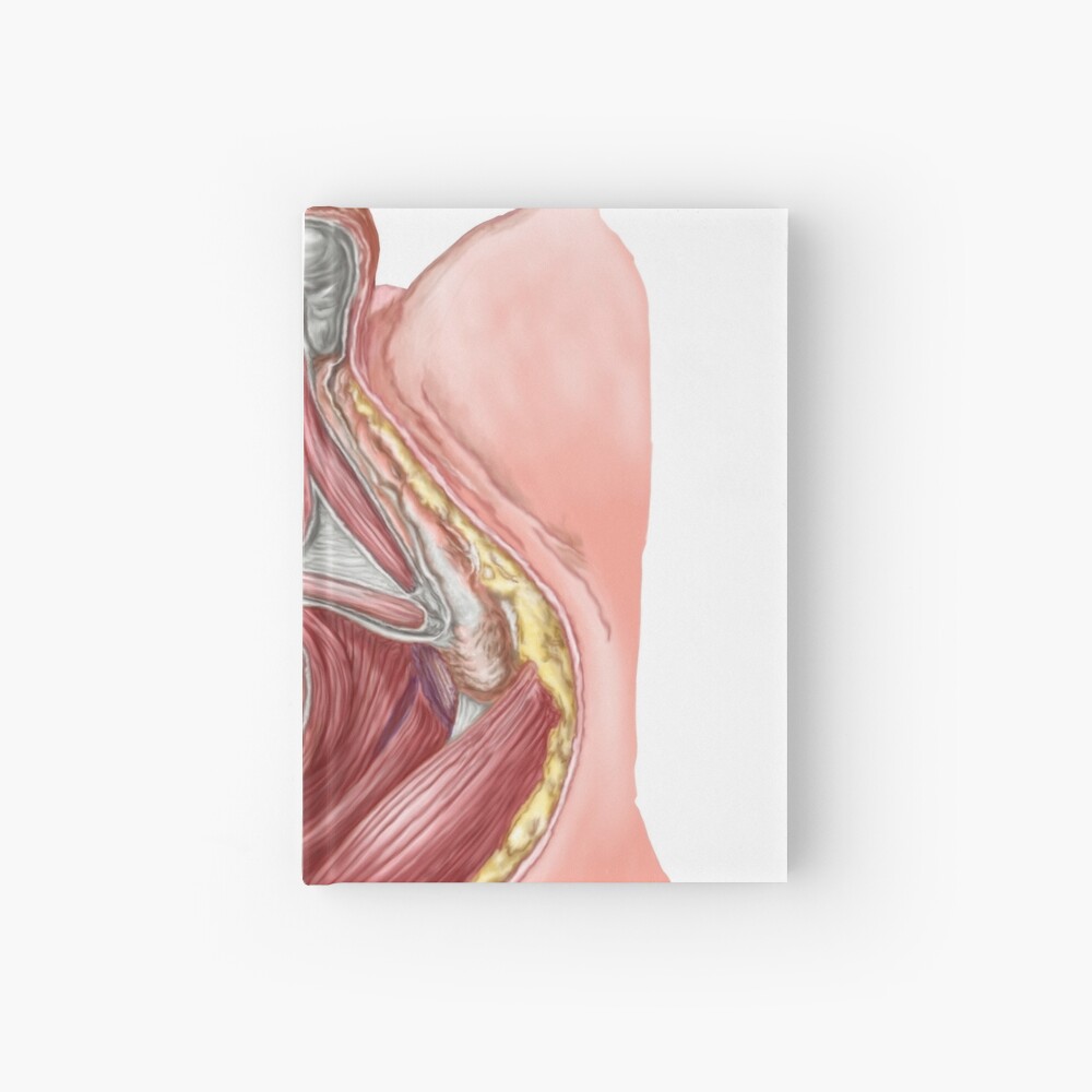 Pelvic Floor Of Human Male Hardcover Journal By Stocktrekimages