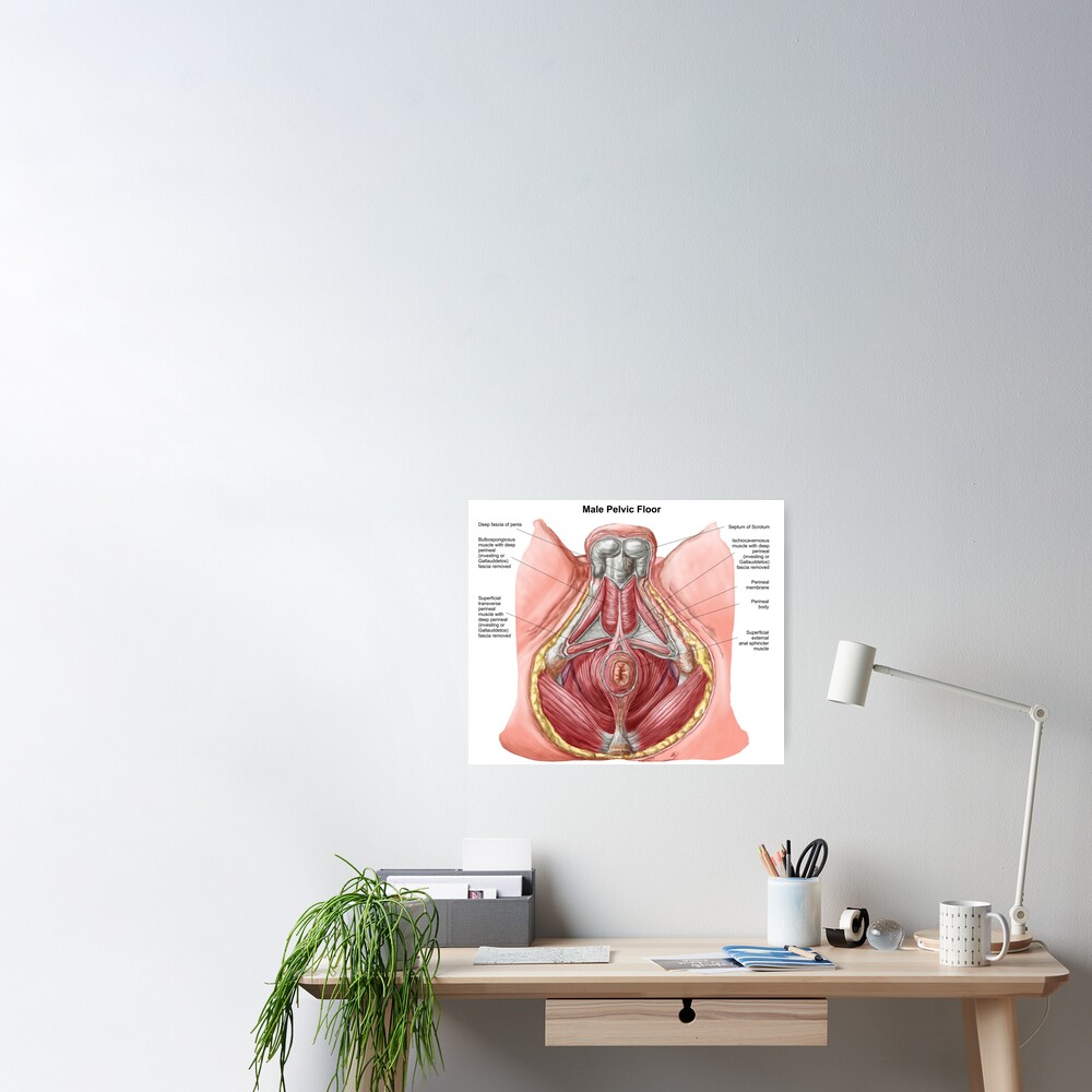 Pelvic floor of human male. Throw Pillow for Sale by