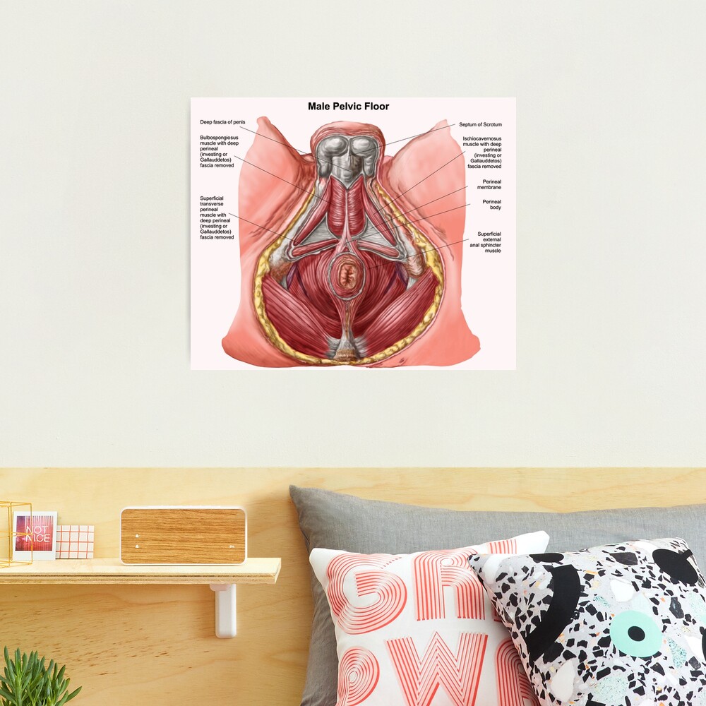 Pelvic floor of human male. Throw Pillow for Sale by