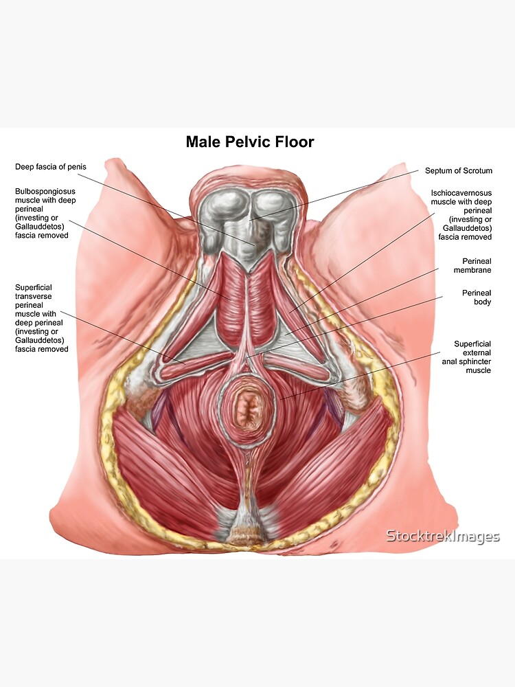 Pelvic Floor Of Human Male Greeting Card By Stocktrekimages