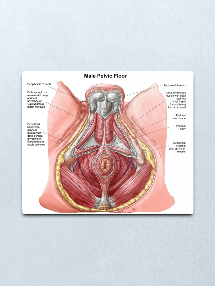 Pelvic Floor Of Human Male Metal Print