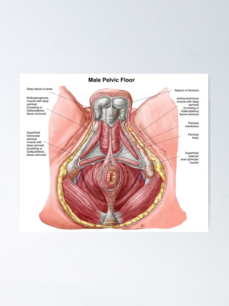 Pelvic Floor Of Human Male Poster