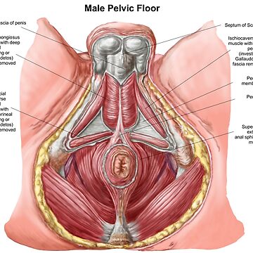 Anatomy of human pelvic bone. Sticker for Sale by StocktrekImages