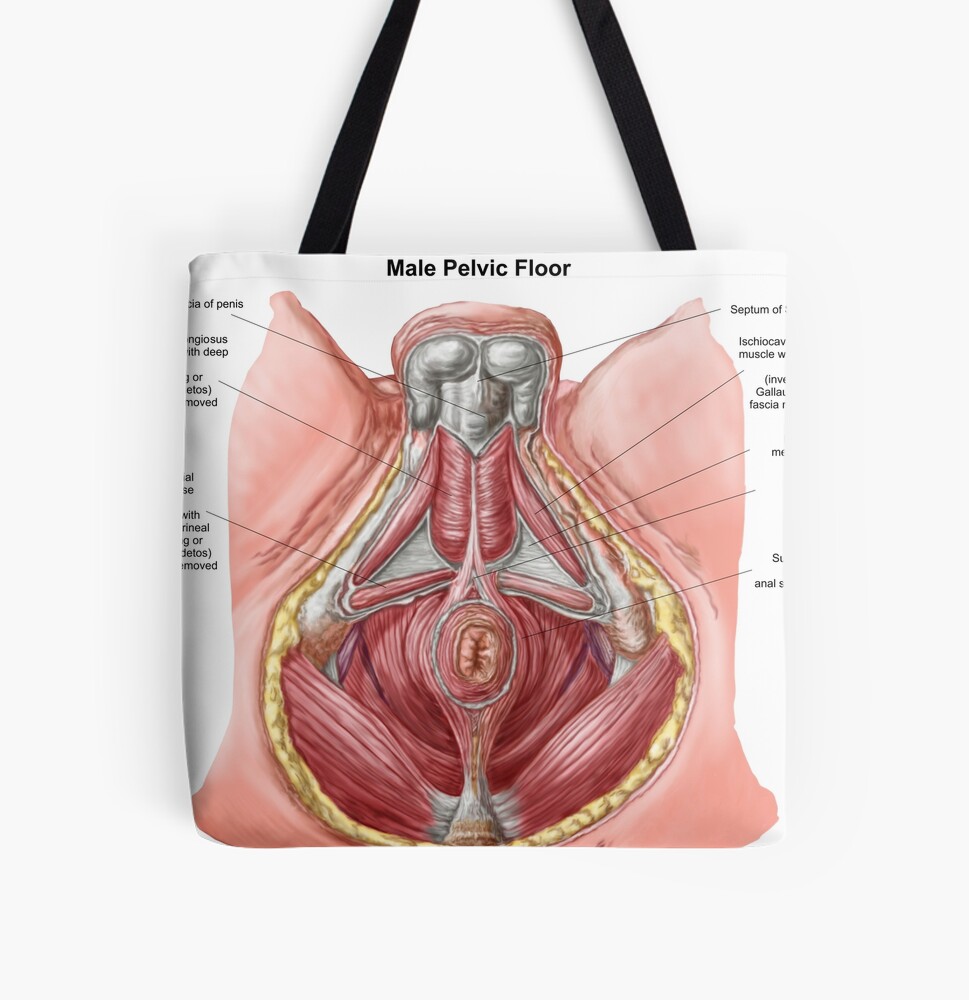 Pelvic Diaphram Of Human Female #1 Throw Pillow by Stocktrek