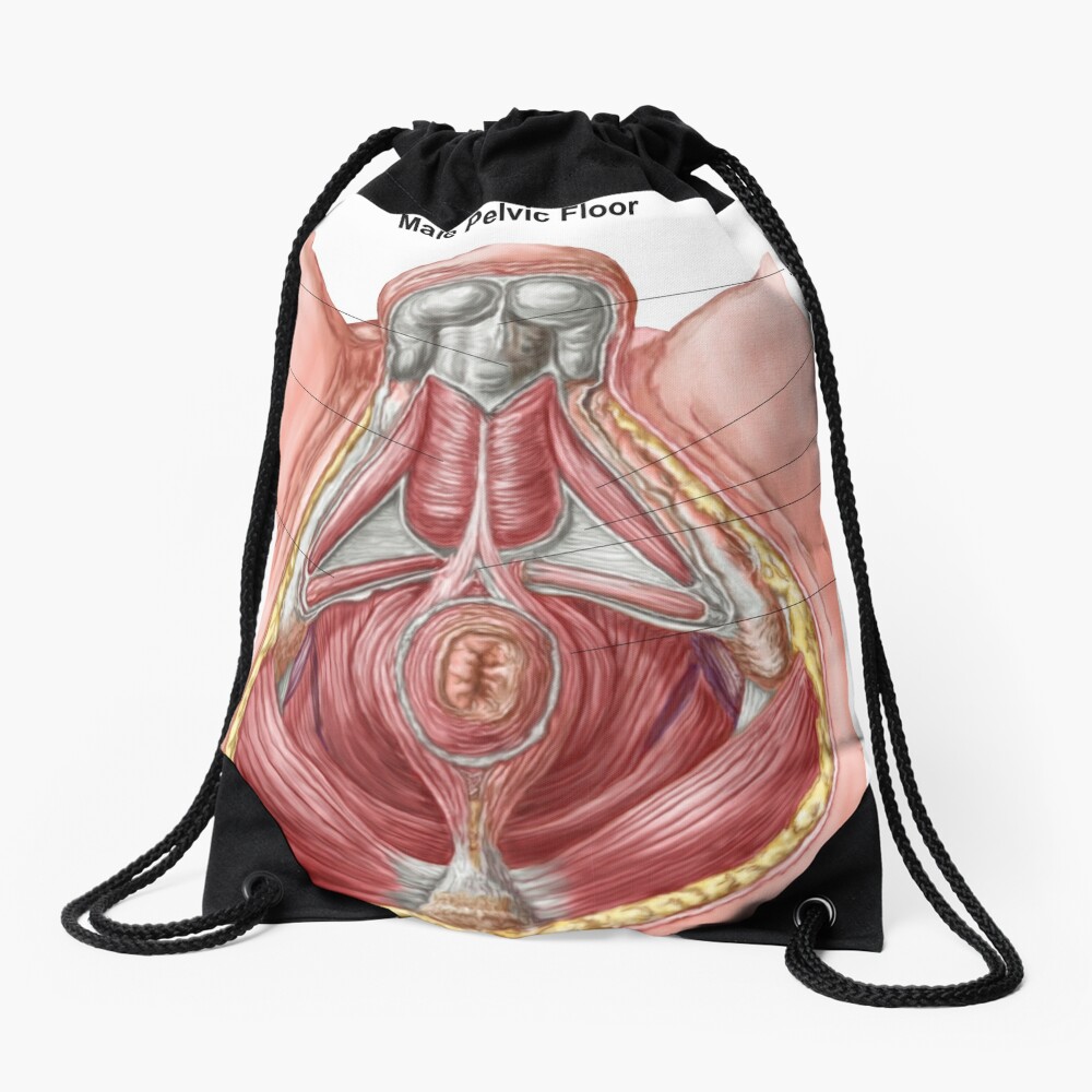 Pelvic floor of human male. Throw Pillow for Sale by