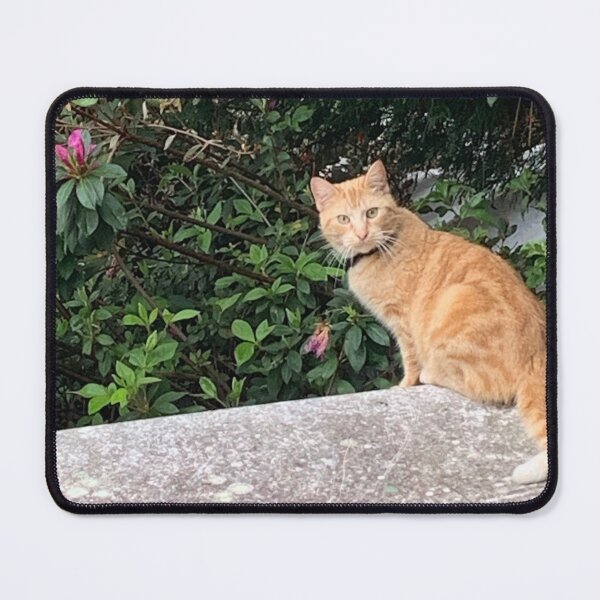 Item preview, A day in the life of a cat designed and sold by Pearls1.