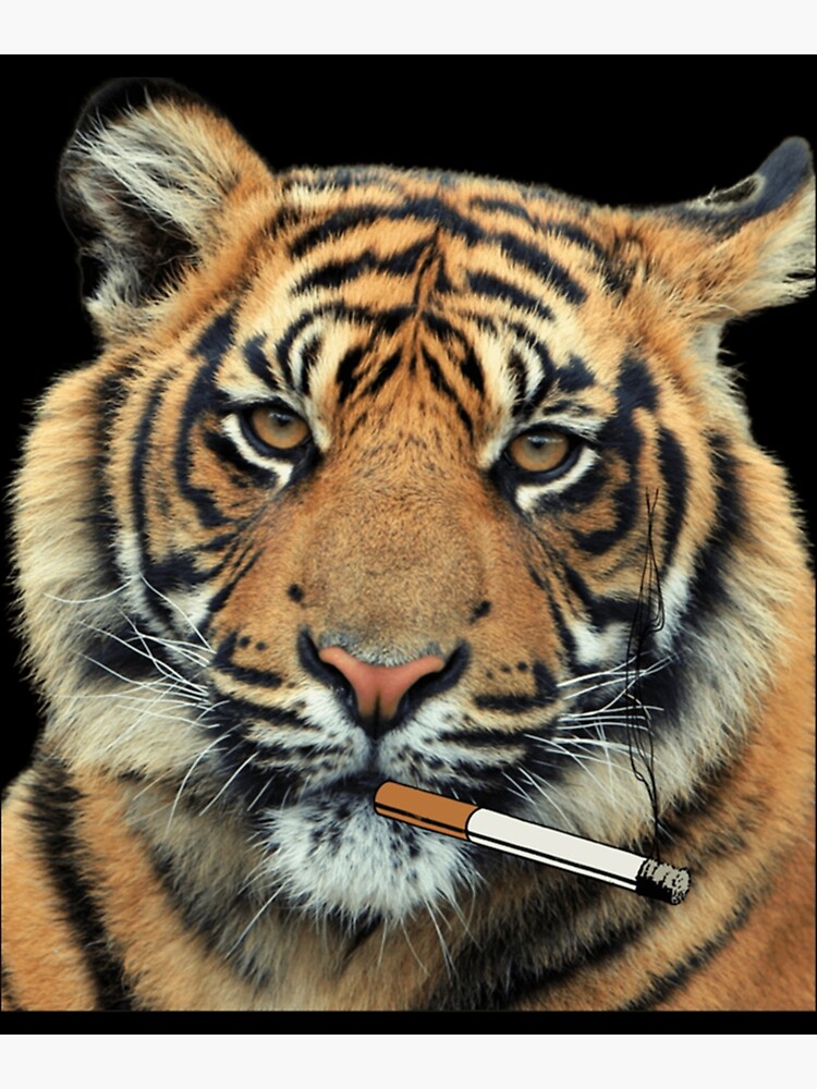 tiger smoking cigarette Classic . Photographic Print