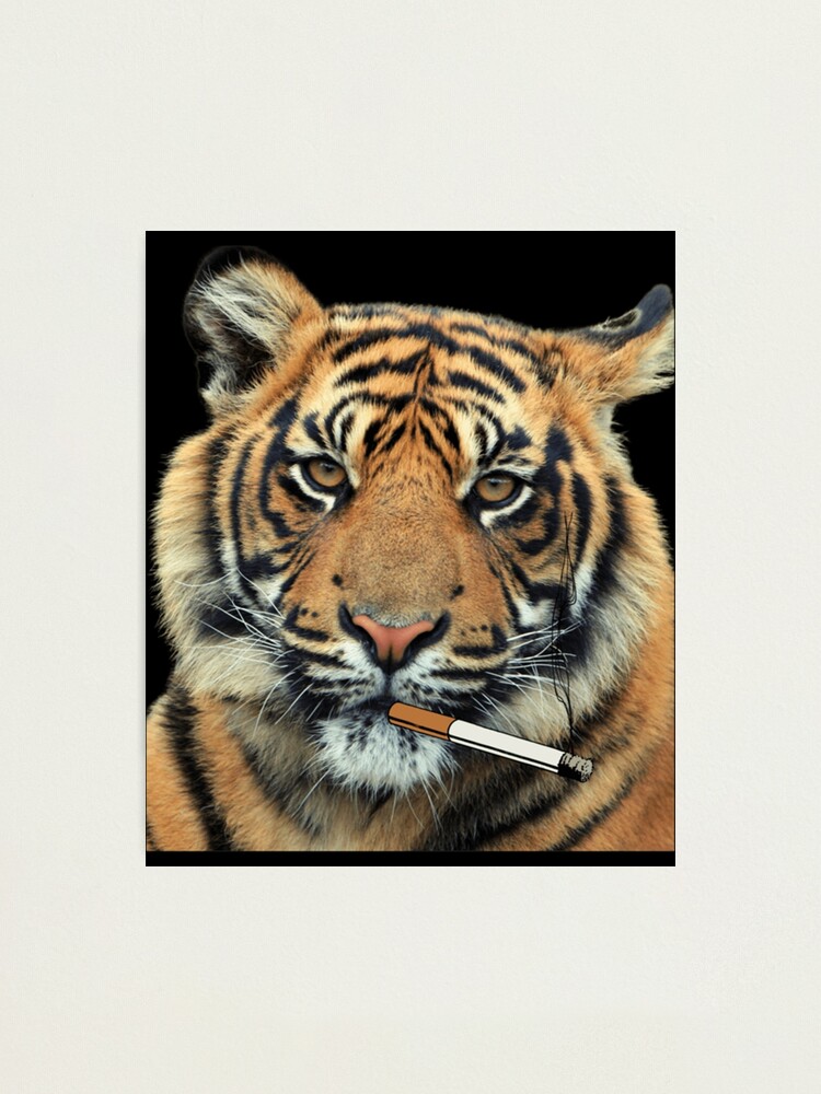 tiger smoking cigarette Classic . Photographic Print