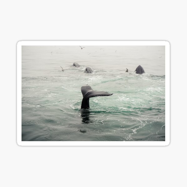 Whale Tail Sticker
