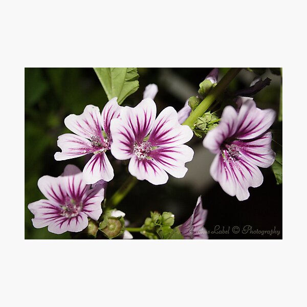 Item preview, Purple Pollen designed and sold by Marie-Suzanne Labelle.