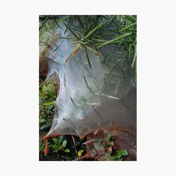 Item preview, Funnel Web designed and sold by imageworld.