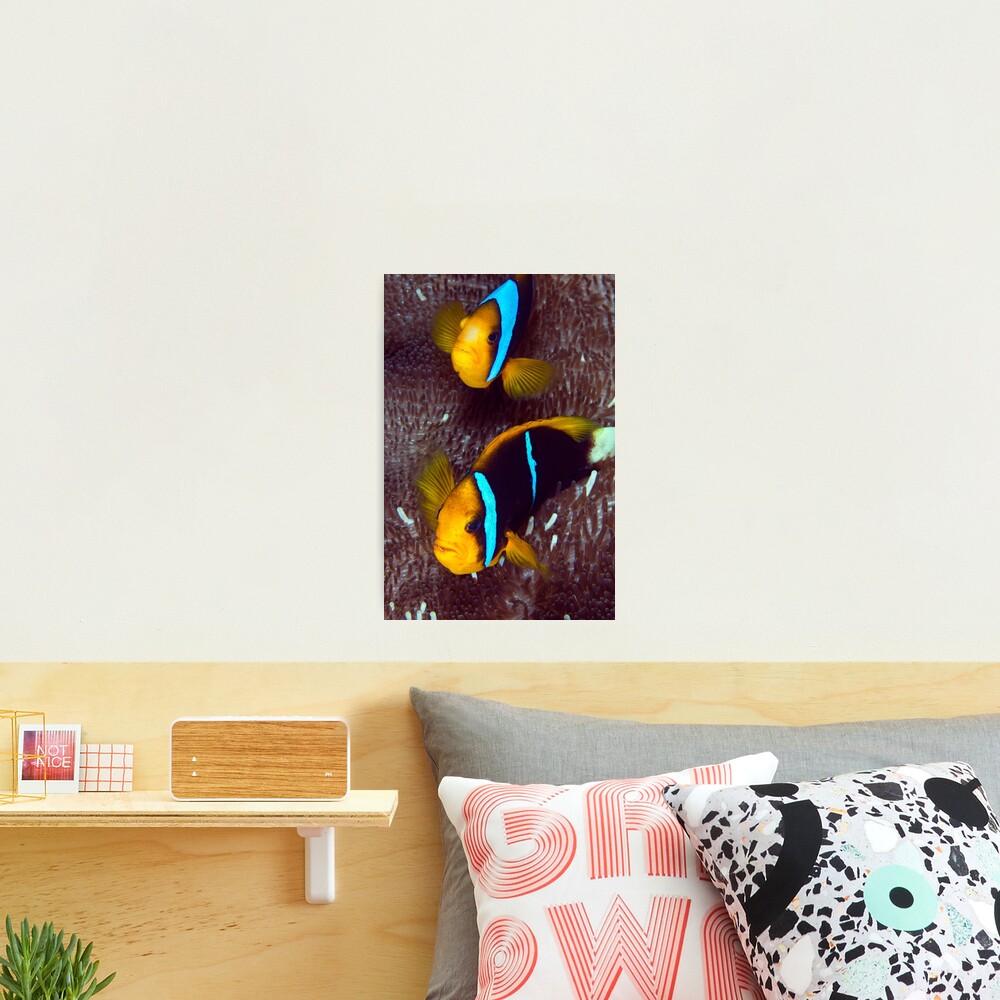Grumpy couple II Photographic Print