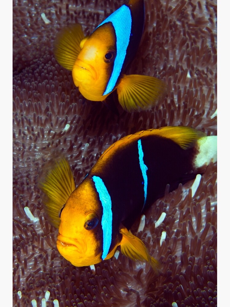 Grumpy couple II by DavidWachenfeld