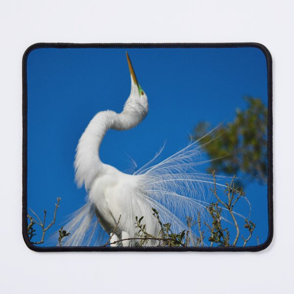 Item preview, Great Egret Mating Dance designed and sold by richardbryce.