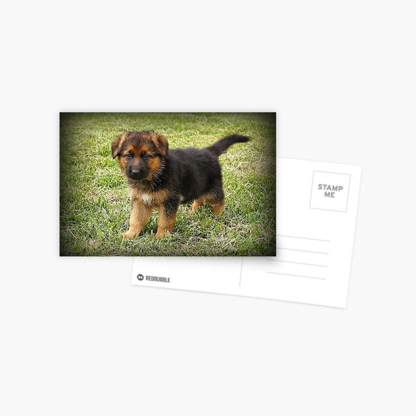 Black & Tan Puppy Postcard
