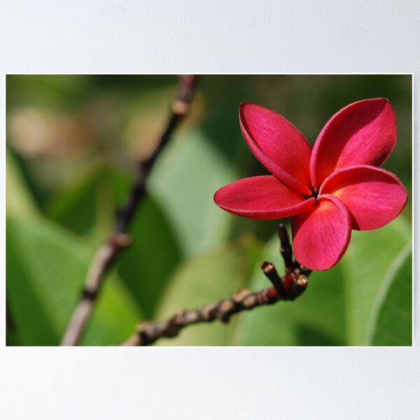 Item preview, Plumeria or Frangipani designed and sold by Bonnie T.  Barry.