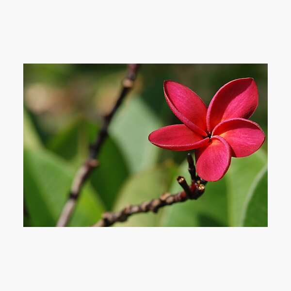 Item preview, Plumeria or Frangipani designed and sold by Bonnie T.  Barry.