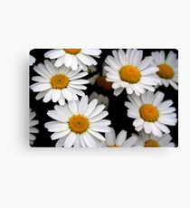 Daisy Days Canvas Print