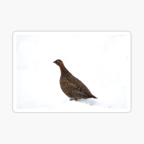 Red Grouse in snow Sticker