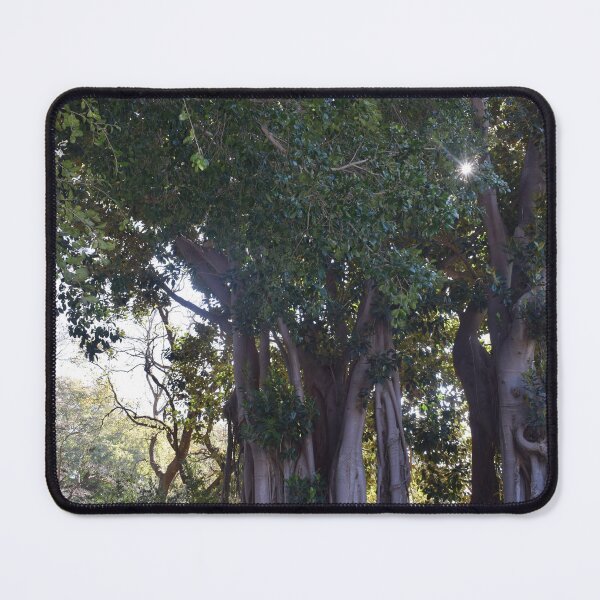Item preview, Moreton bay fig 3 designed and sold by Furiarossa.