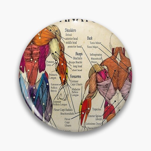 Item preview, Massage Therapist Muscular Chart art   designed and sold by AleehaZenger.
