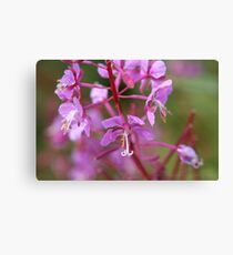 Fireweed Canvas Print