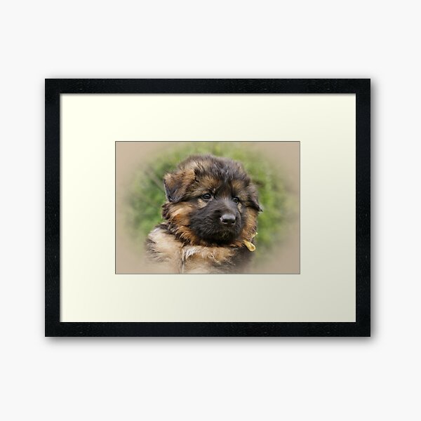 Kaiser -- 6 weeks Framed Art Print