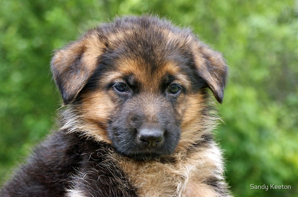 Щенки немецкой овчарки первые прививки. German Shepherd щенок. Собака немецкая овчарка щенок мальчик. Немецкая овчарка вислоухая. Милые щенки немецкой овчарки.