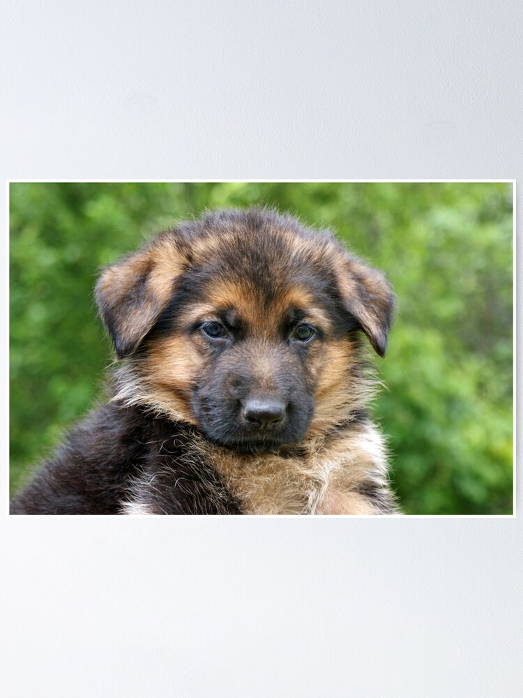 small puppy german shepherd