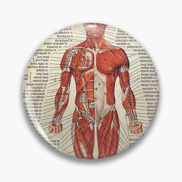 Item preview, Massage Therapist Muscular System art designed and sold by AleehaZenger.