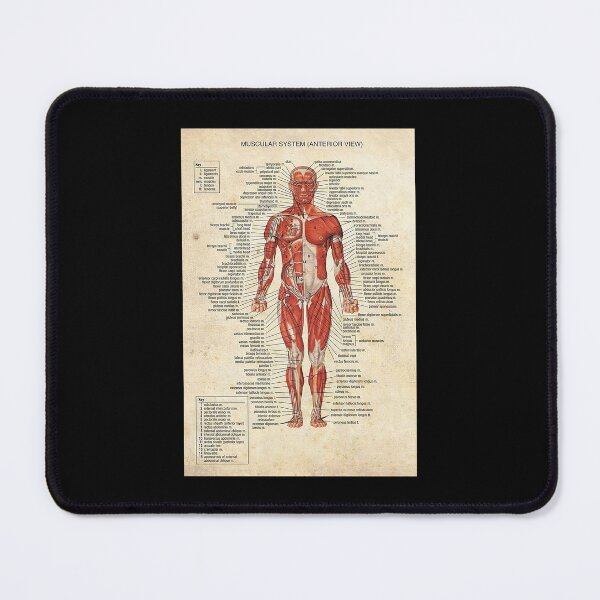 Item preview, Massage Therapist Muscular System art designed and sold by AleehaZenger.