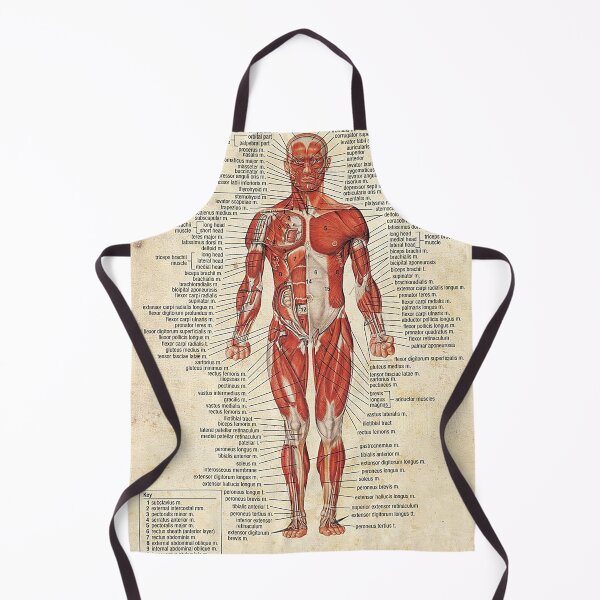 Item preview, Massage Therapist Muscular System art designed and sold by AleehaZenger.